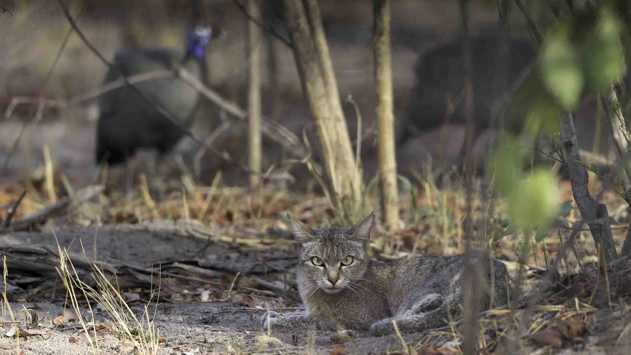 Helmeted guineafowl and African wild cat Wilderness Savuti