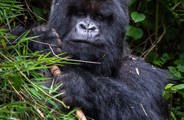 Wilderness Experiences Gorilla Trekking Rwanda