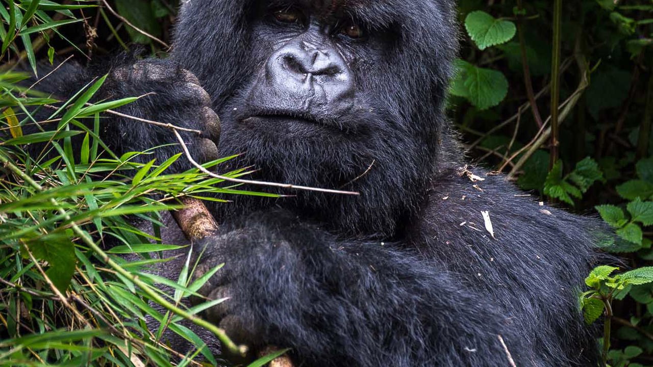 Wilderness Experiences Gorilla Trekking Rwanda