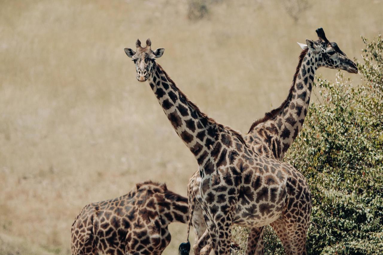 Giraffes stand tall on the plains of the Serengeti
