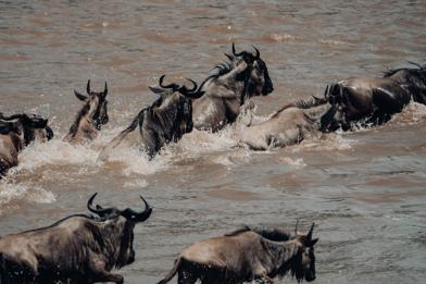 Wildebeest wading through the Mara River