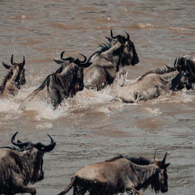 Wildebeest wading through the Mara River