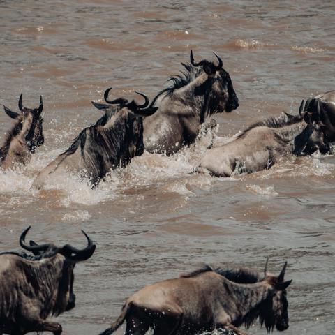 Wildebeest wading through the Mara River