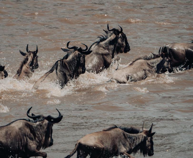 Wildebeest wading through the Mara River