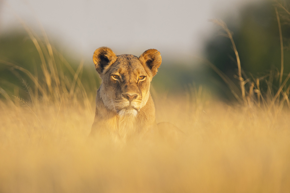 Wilderness Hwange Wildlife Lion