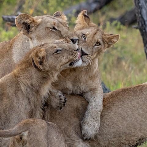 A tender moment as a lioness affectionately grooms her cub in a close-up family portrait on a Botswana safari.