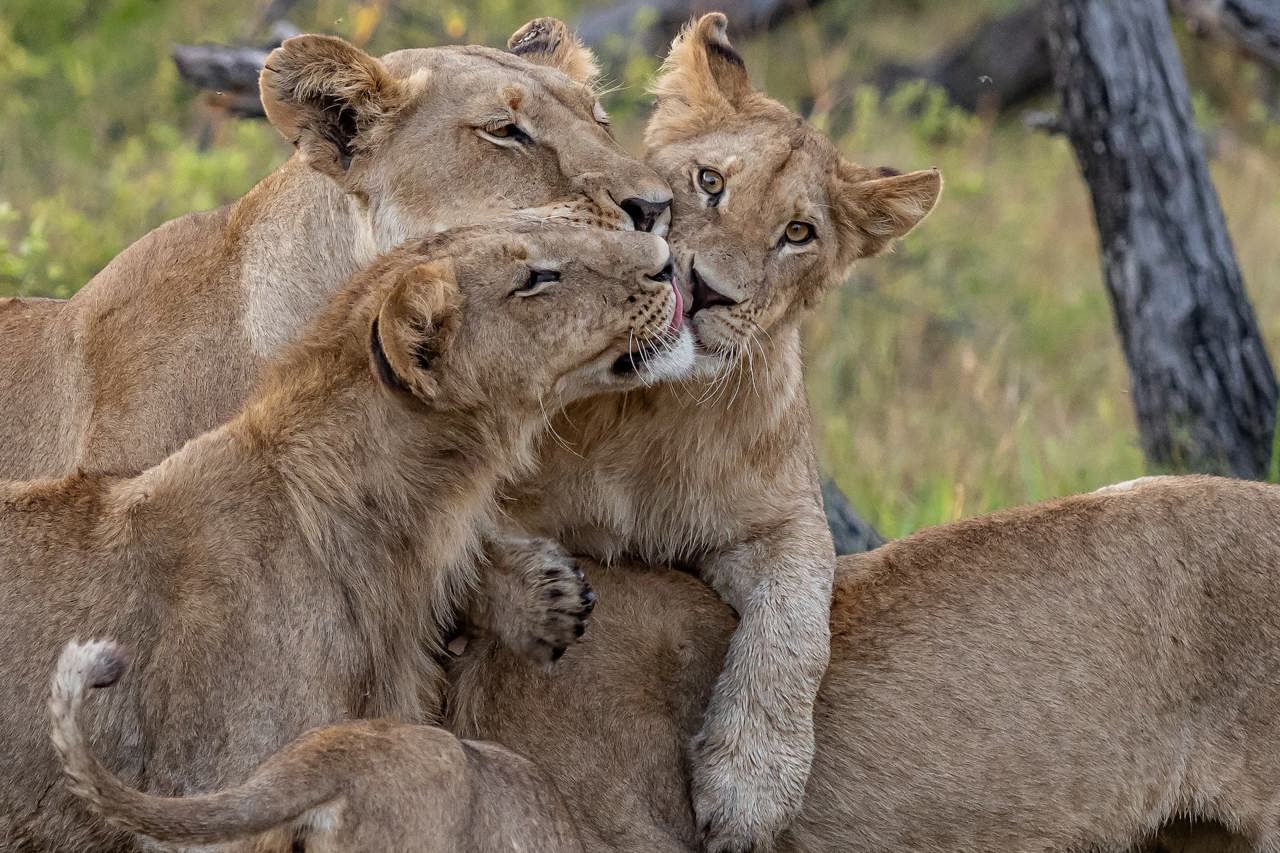 A tender moment as a lioness affectionately grooms her cub in a close-up family portrait on a Botswana safari.