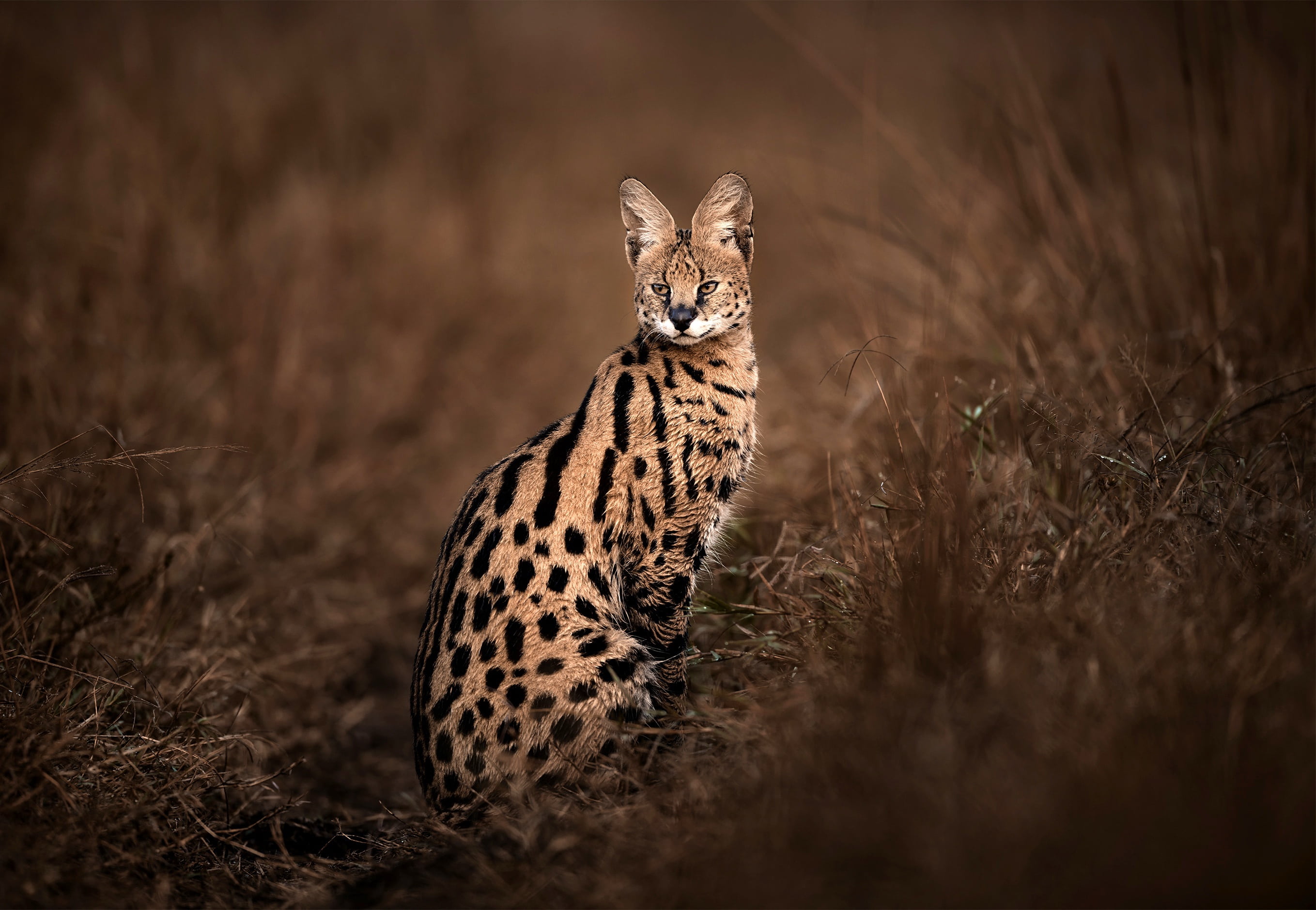 Serval seen sitting in the grasslands of Wilderness Mara, Kenya