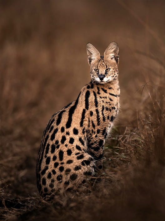 Serval seen sitting in the grasslands of Wilderness Mara, Kenya