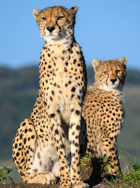 Wilderness Kenya Wildlife Cheetah