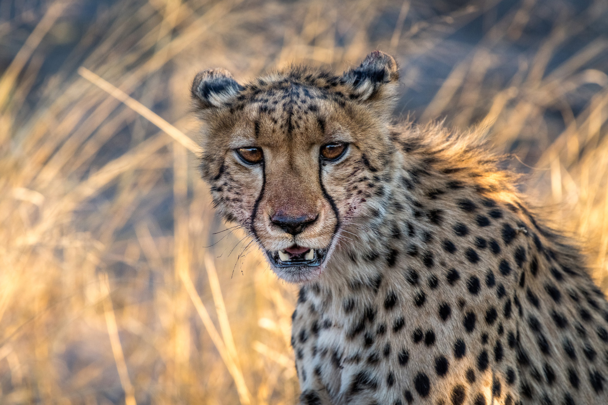 Wilderness Qorokwe Wildlife Cheetah