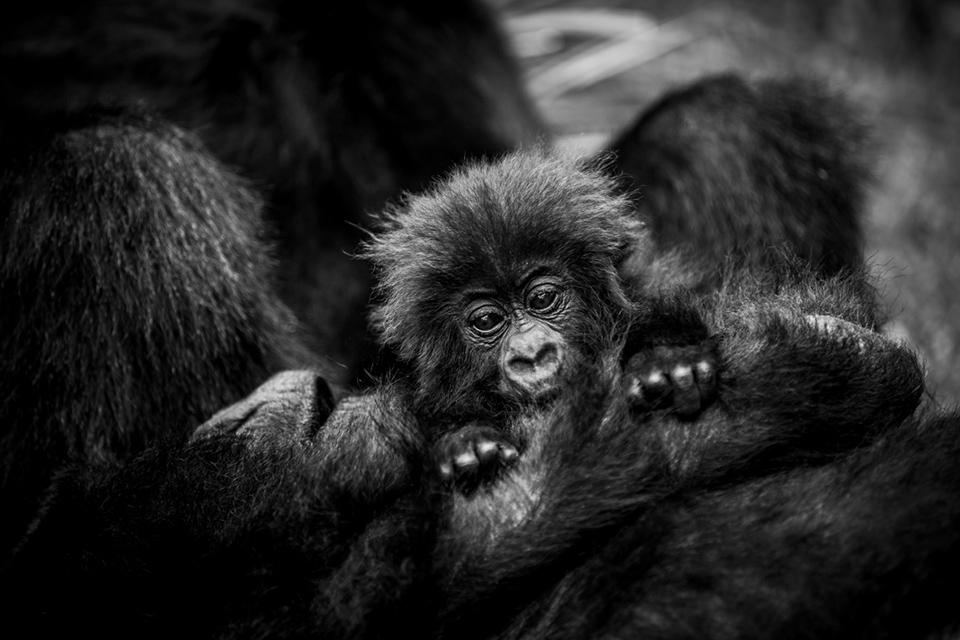 Wilderness Rwanda Wildlife Gorilla