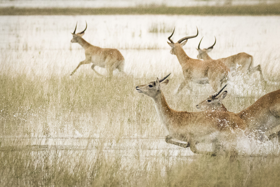 Vumbura Plains Botswana Runnung Lechwe