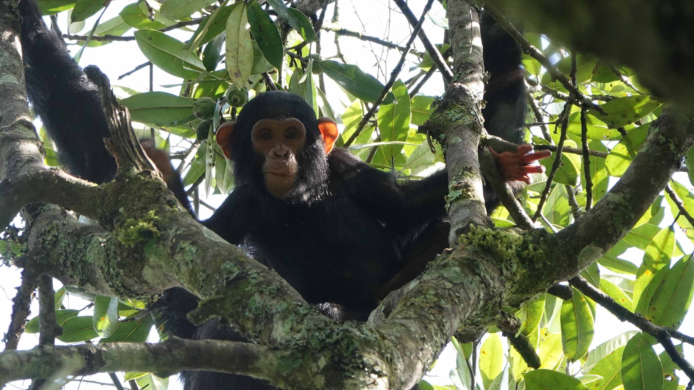 Wilderness Rwanda Chimpanzee Giswati Forest