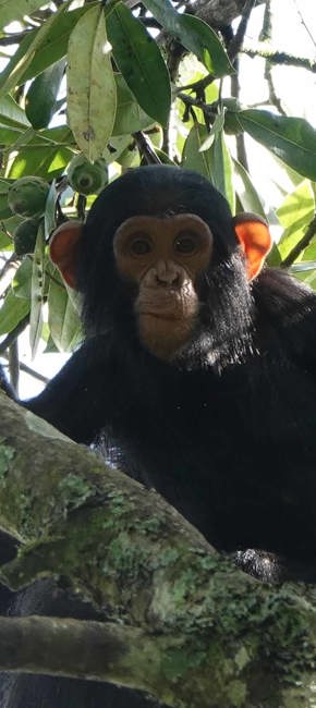 Wilderness Rwanda Chimpanzee Giswati Forest