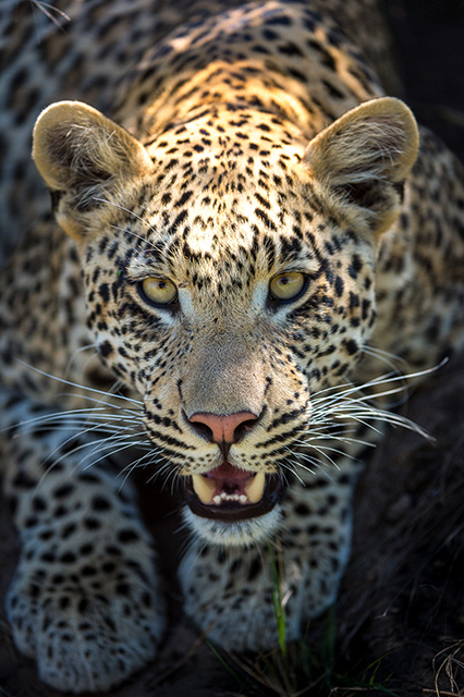 Wilderness Botswana Okavango Wildlife Leopard