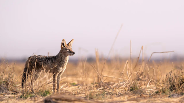 A Secluded Safari in Botswana