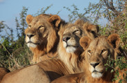 Pride of lions scoping the plains near Wilderness Mombo Botswana