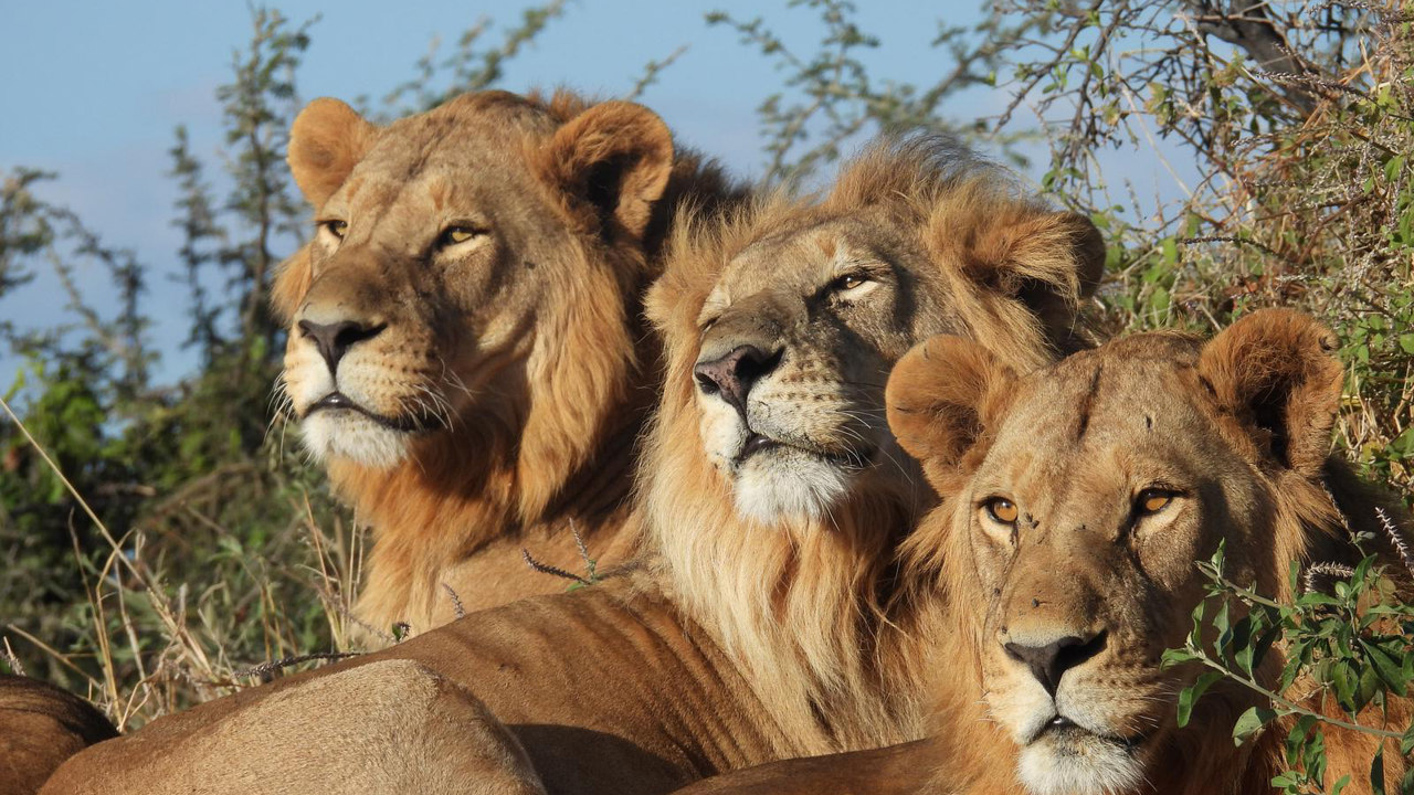 Pride of lions scoping the plains near Wilderness Mombo Botswana