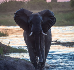 Wilderness Linyanti Tented Camp Botswana Wildlife Elephant