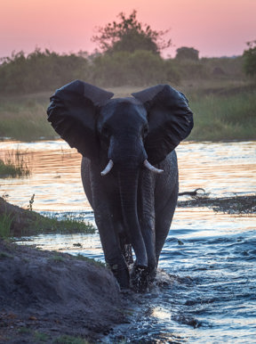 Wilderness Linyanti Tented Camp Botswana Wildlife Elephant