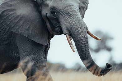 Elephant seen walking in the open plains of Zimbabwe