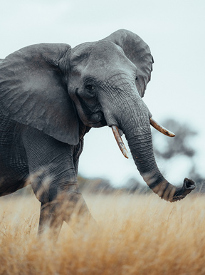 Elephant seen walking in the open plains of Zimbabwe