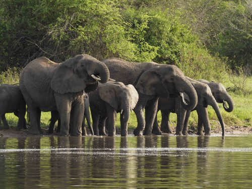 Wilderness Magashi Rwanda Elephant herd drinking