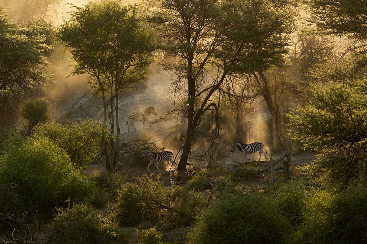 African safari landscape with dramatic wildlife scene at golden hour