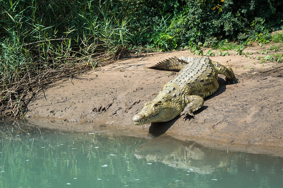 Wilderness Namibia Wildlife Nile Crocodile