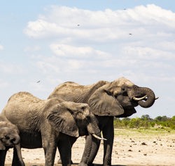 Wilderness Linkwasha Zimbabwe Wildlife Elephant