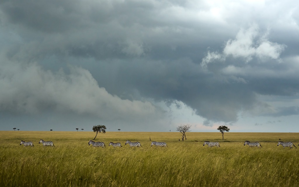 Iconic Kenya safari open floodplains with zebra crossing