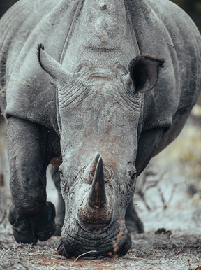 Wilderness Zambia Wildlife White Rhino