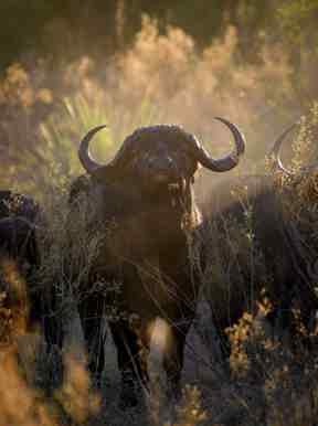 Buffalo in Botswana