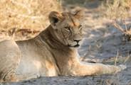 A close-up of a young lion with light brown fur and amber eyes, resting on the sandy ground