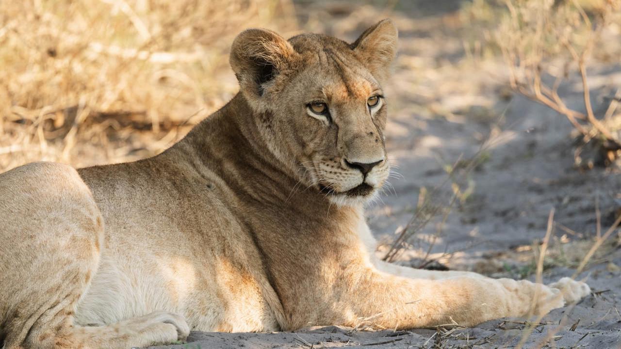 A close-up of a young lion with light brown fur and amber eyes, resting on the sandy ground