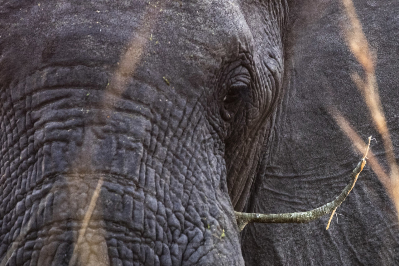 Wilderness Botswana Experiences Safaris Elephant