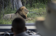 Wilderness Dumatau Botswana Activities Game Drive