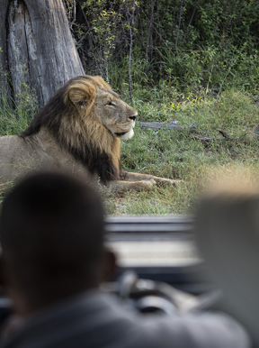 Wilderness Dumatau Botswana Activities Game Drive