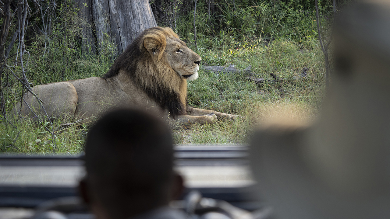 Wilderness Dumatau Botswana Activities Game Drive