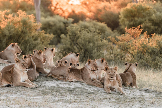Zimbabwe Safari & Beach Adventure