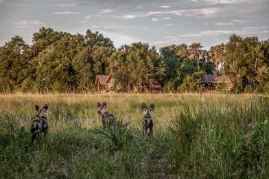 Wild dogs in front of Chitabe
