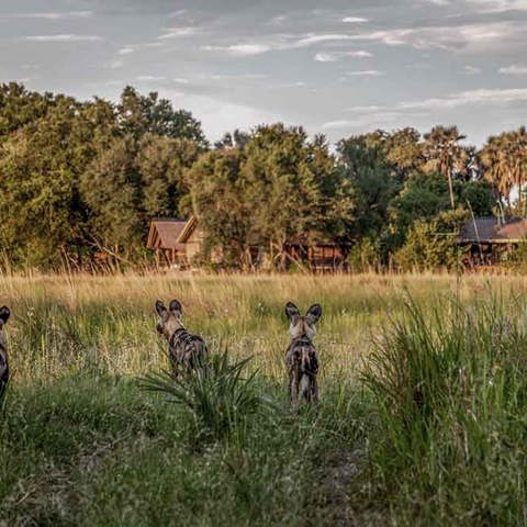 Wild dogs in front of Chitabe