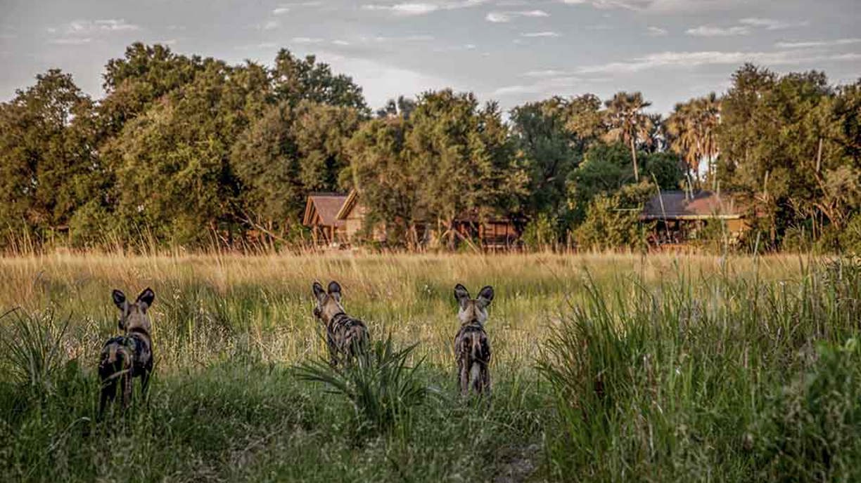 Wild dogs in front of Chitabe
