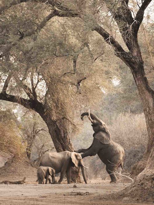 Mana Pools elephants stand on their back legs for food
