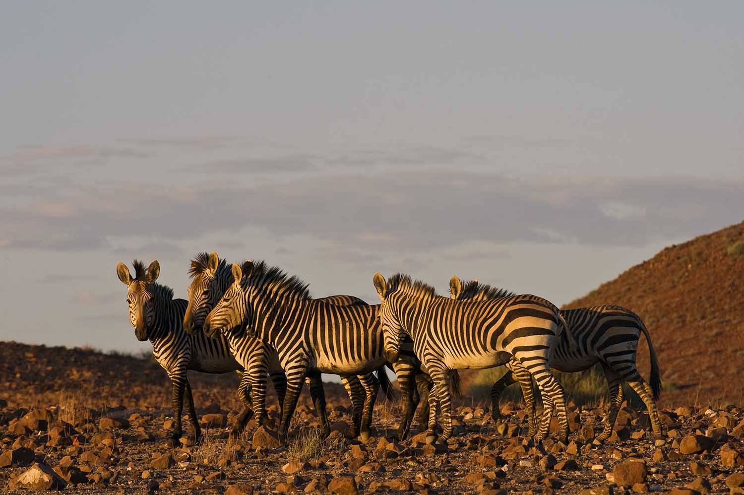 Zebra in the desert at Wilderness Rhino Camp