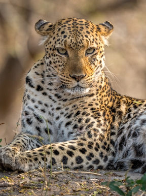 Wilderness Kings Pool Botswana Wildlife Leopard