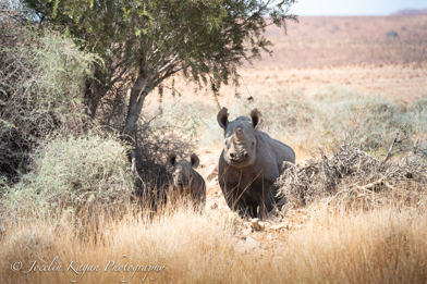 Desert Rhino Camp Rhino mom and calf
