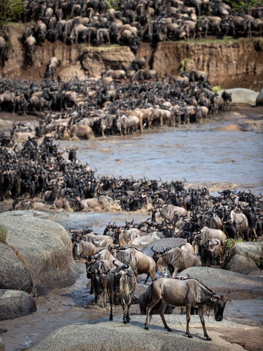 Wildebeest Migration across riverine Serengeti