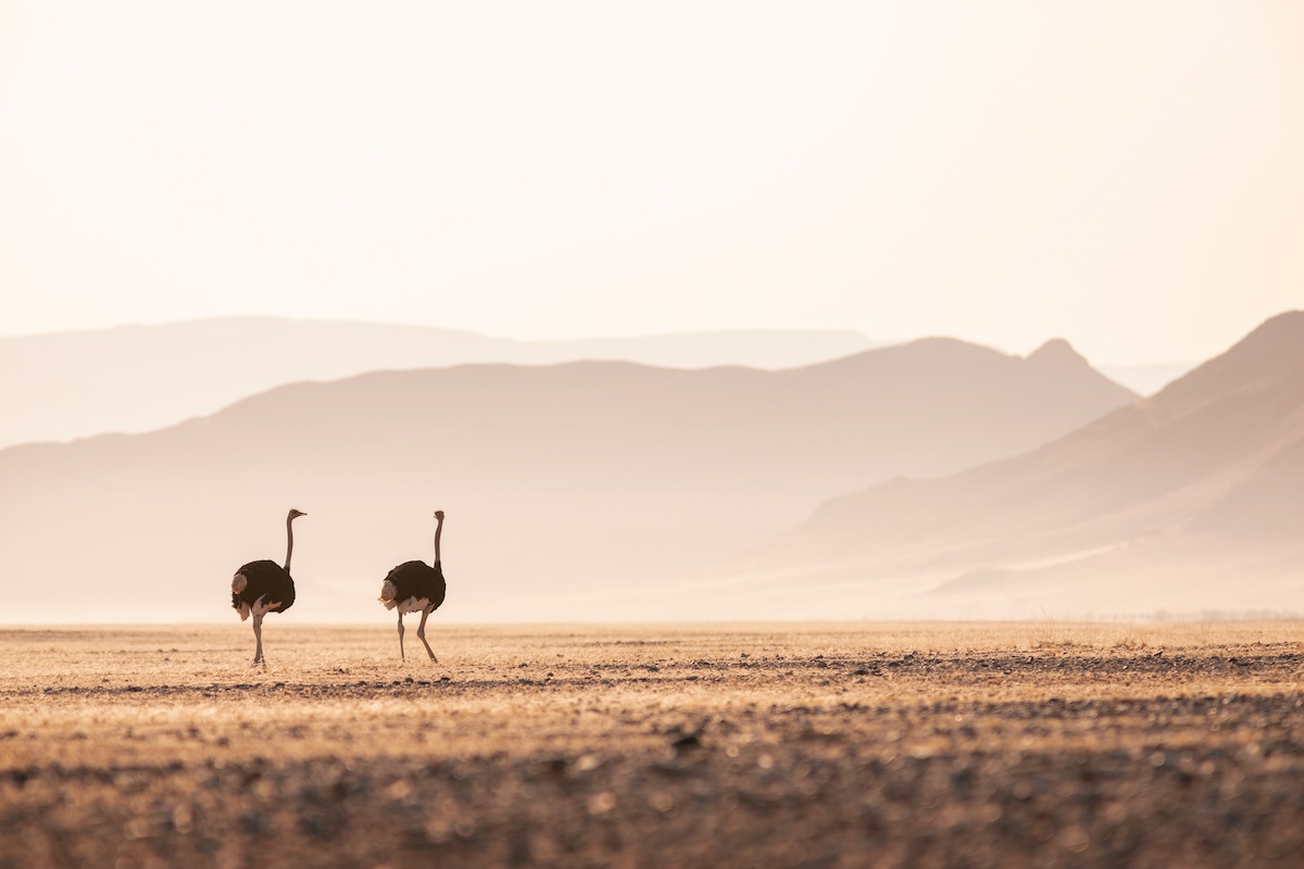 Ostriches spotted whilst on a game drive from Wilderness Little Kulala